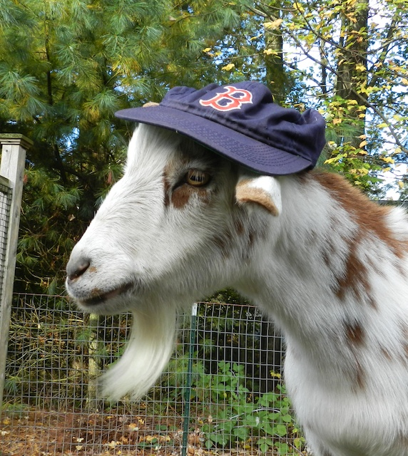 Goat wearing a hat